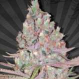 New420Guy Seeds Berry Ryder