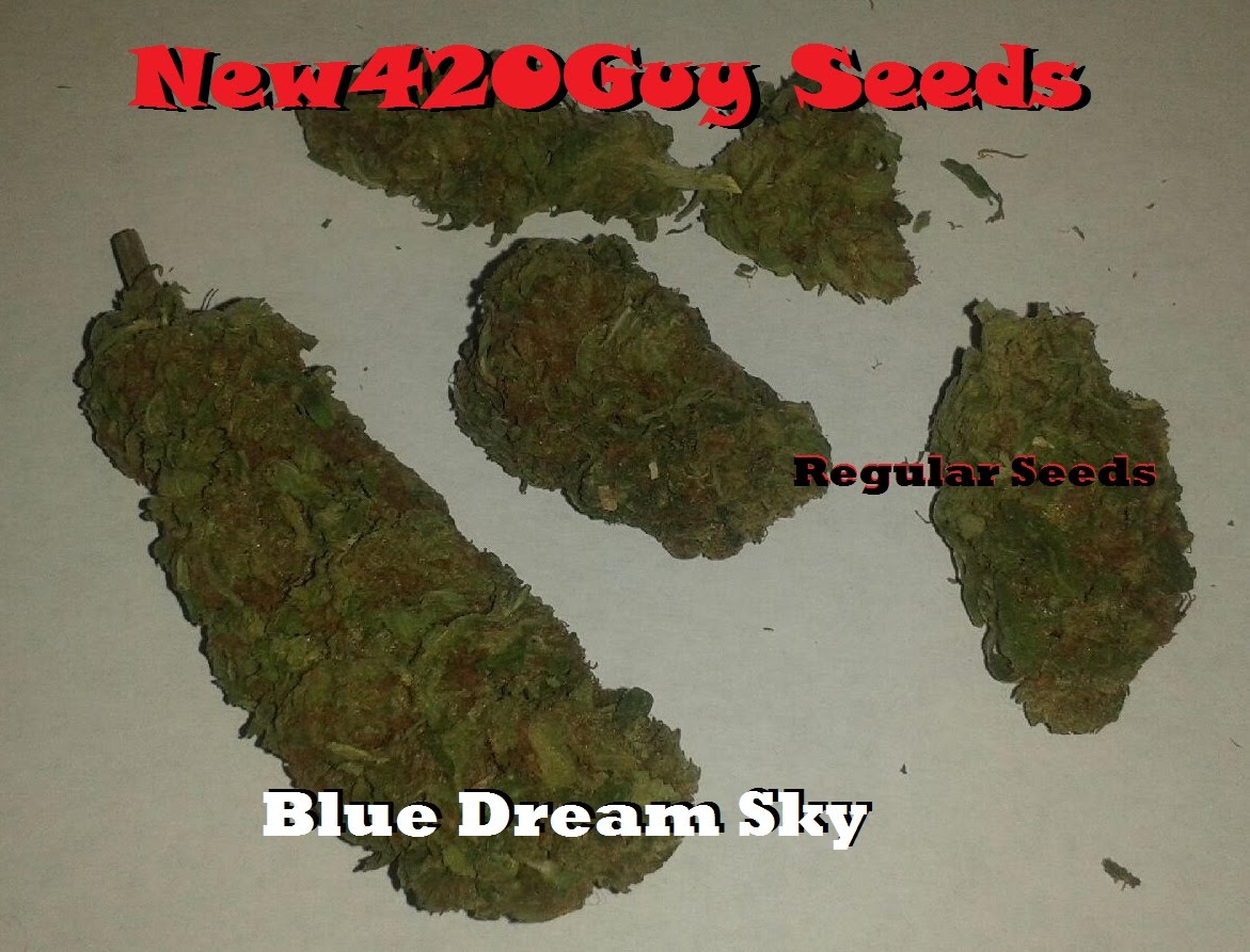 Blue Dream Sky (New420Guy Seeds) :: Cannabis Strain Info