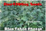 New420Guy Seeds Blue Tahoe Cheese