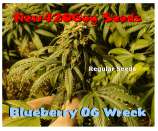 New420Guy Seeds Blueberry OG Wreck
