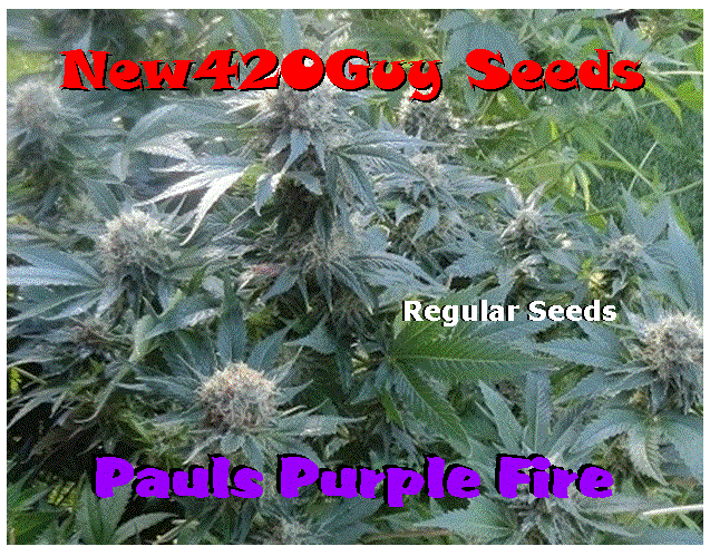 Pauls Purple Fire (New420Guy Seeds) :: Cannabis Strain Info