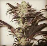 New420Guy Seeds Peyote Kush