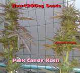 New420Guy Seeds Pink Candy Kush