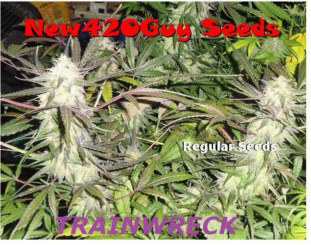 Trainwreck (New420Guy Seeds) :: Cannabis Strain Info