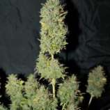 New420Guy Seeds White Widow Auto