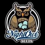 Night Owl Seeds Cocoa Chem