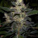 Nirvana Seeds Black Widow