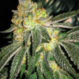 Nirvana Seeds Grease Monkey