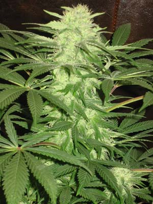 Desert Queen (No Mercy Supply) :: Cannabis Strain Info