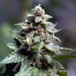 NorStar Genetics Vintner's Moonshine