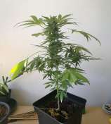 Nordic Breed Seeds AK47 Auto