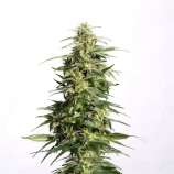 Nordland Seeds Nordland CBD Auto