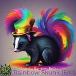 Noyes Boys Genetics Rainbow Skunk