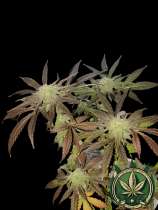 Noyes Boys Genetics Yesno Kush