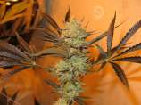 Ocean Grown Seeds B-Witched