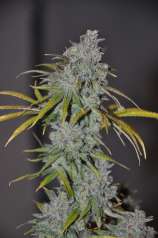 Ocean Grown Seeds Black Cauldron