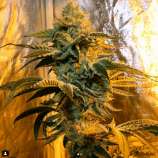 Ocean Grown Seeds Spartans B.T.Y