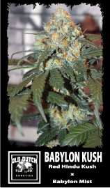 Old Dutch Genetics Babylon Kush