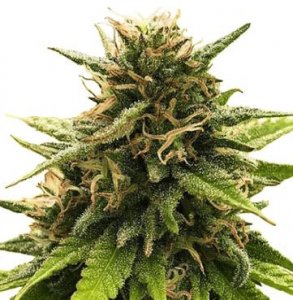 Super Silver CBD (One Premium CBD Seeds) :: Cannabis ...