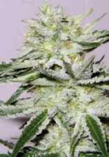 Organic Seeds Black Maroc