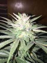 Organic Seeds Bubba Valley Kush