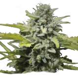 Organic Seeds Organic Lemon Haze