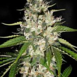 gum sensible seeds original strain info seedfinder marijuana