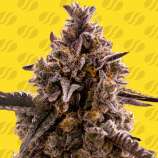 Original Sensible Seeds Black Orchid Auto