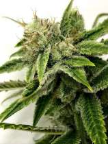 Paisa Grow Seeds Cinderella Cream