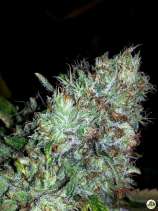 Paisa Grow Seeds Kush del arriero