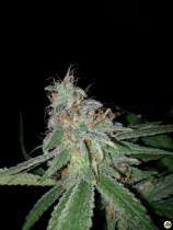 Paisa Grow Seeds Old Amnesia