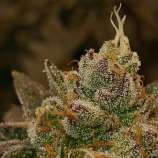 Paisa Grow Seeds Punch Breath