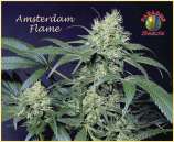 Paradise Seeds Amsterdam Flame