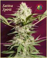 Paradise Seeds Sativa Spirit