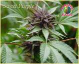 Paradise Seeds Sweet Purple