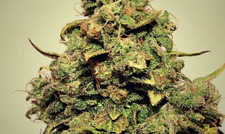 Chemgos (Pepita Seeds) :: Cannabis Strain Info