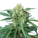 Black Mamba Auto (PEV Seeds Bank) :: Cannabis Strain Info