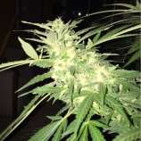 PEV Seeds Bank Bruce Banner