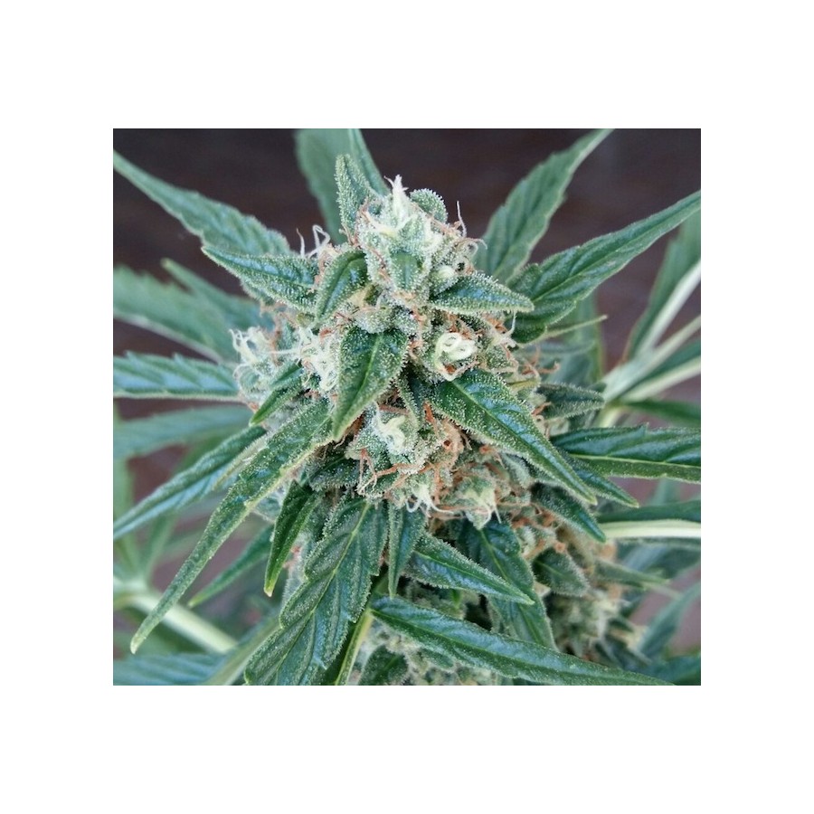 Piensa En Caramelo (PEV Seeds Bank) :: Cannabis Strain Info