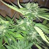 PEV Seeds Bank Piensa En Moby Dick