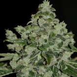 PEV Seeds Bank Piensa en Sour Diesel