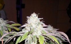 Black Star (Pheno Finder Seeds) :: Cannabis Strain Info