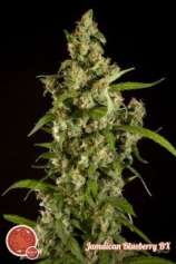 Philosopher Seeds Jamaican Blueberry Bx