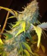 Phoenix Seeds Northern Lights Express