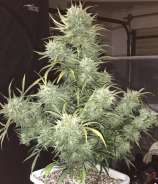 Phoenix Seeds Strong Stuff Autoflowering