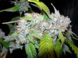 Pisces Genetics Kush INC