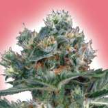 Power Seeds La Dutch