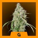 Professional Genetics Seeds Glory Days