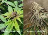 Puget Sound Seeds Blueberry Unicorn