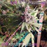 Purple Caper Seeds Cookie Lady